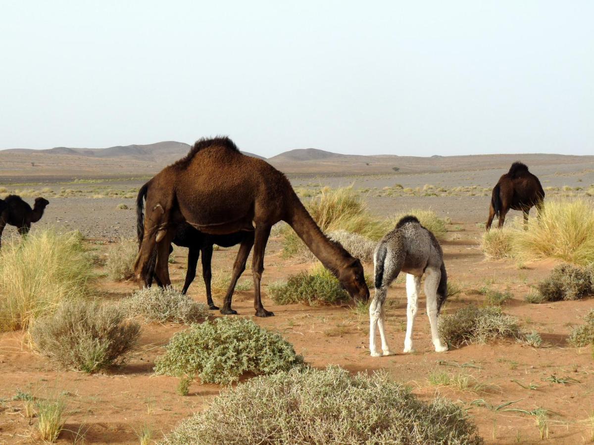 La Vallee Des Dunes - Auberge, Bivouacs Et Excursions Merzouga Eksteriør billede